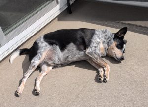 Scooby, a Blue Heeler Australian Shepherd mix dog for adoption in Airdrie AB.