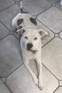 Adopt an american bulldog mix in miami – supplies included – adopt cally