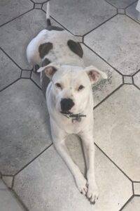 Photo Cally an american bulldog mix for adoption in miami florida