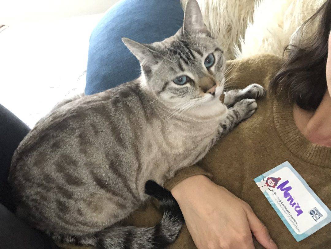 Stunning Lynx Point Siamese Cat For Private Adoption in Phoenix AZ Adopt Renato