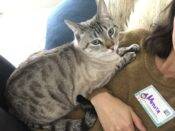 Stunning Lynx Point Siamese Cat For Private Adoption In Phoenix AZ – Adopt Renato