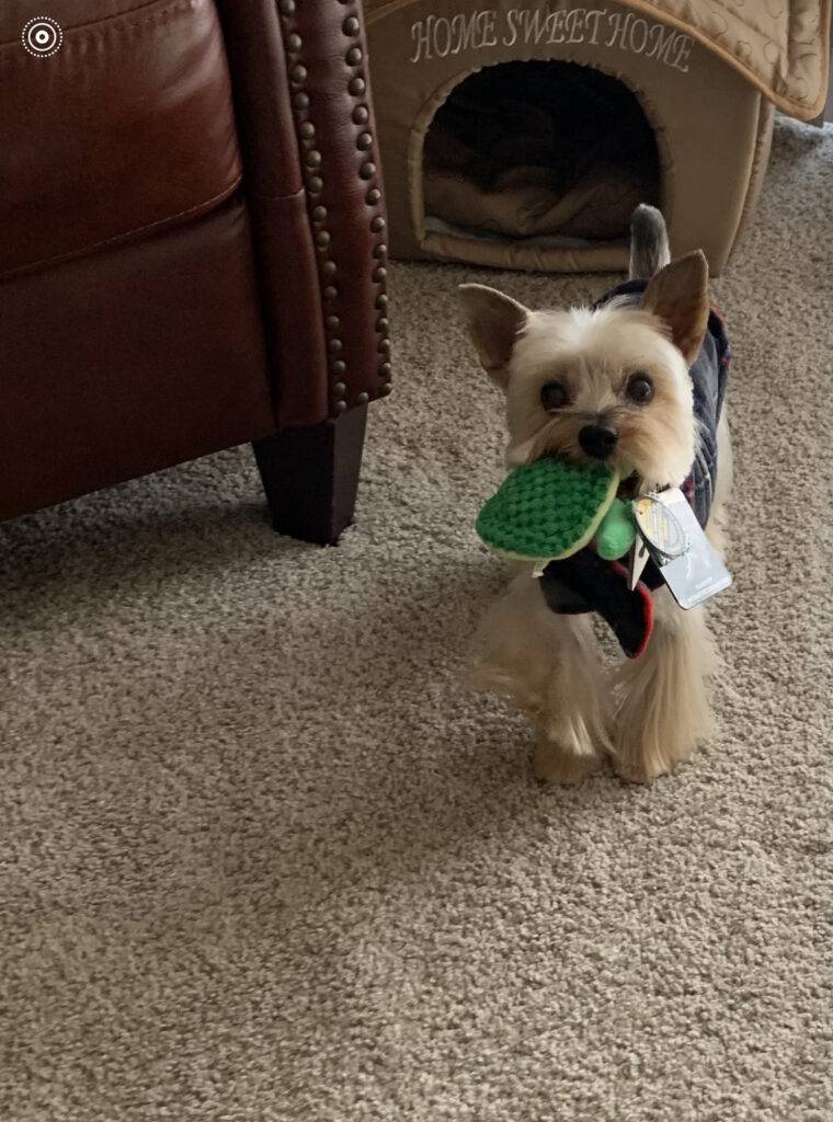 Yorkshire terrier (yorkie) for adoption in columbus ohio – supplies included – meet ace