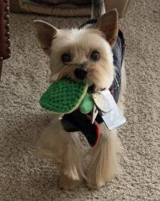 Yorkshire Terrier (Yorkie) For Adoption In Columbus Ohio – Supplies Included – Meet Ace