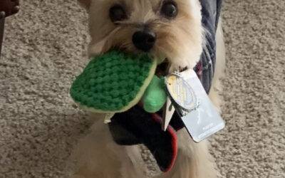 Yorkshire Terrier (Yorkie) For Adoption in Columbus Ohio – Supplies Included – Meet Ace