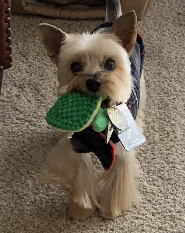 Yorkshire Terrier (Yorkie) For Adoption in Columbus Ohio – Supplies Included – Meet Ace