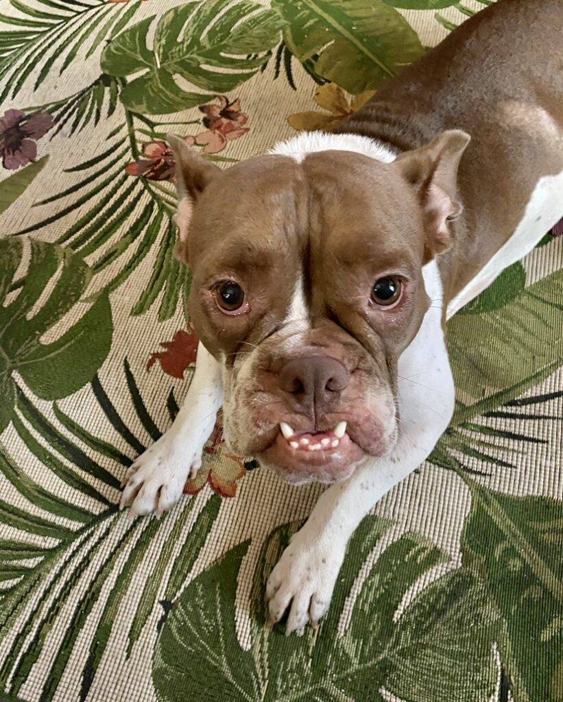 Adopt a french bulldog in hobe sound fl – supplies included – meet rosie