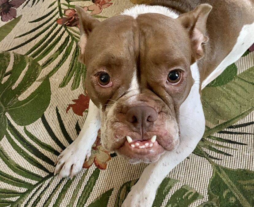 Adopt a french bulldog in hobe sound fl – supplies included – meet rosie