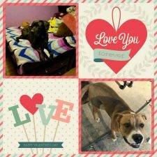 Sweet Red Nosed Pitbull Dog For Adoption In Fallbrook CA – Adopt Ginger Today!