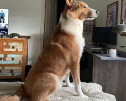 Dog for adoption in calgary