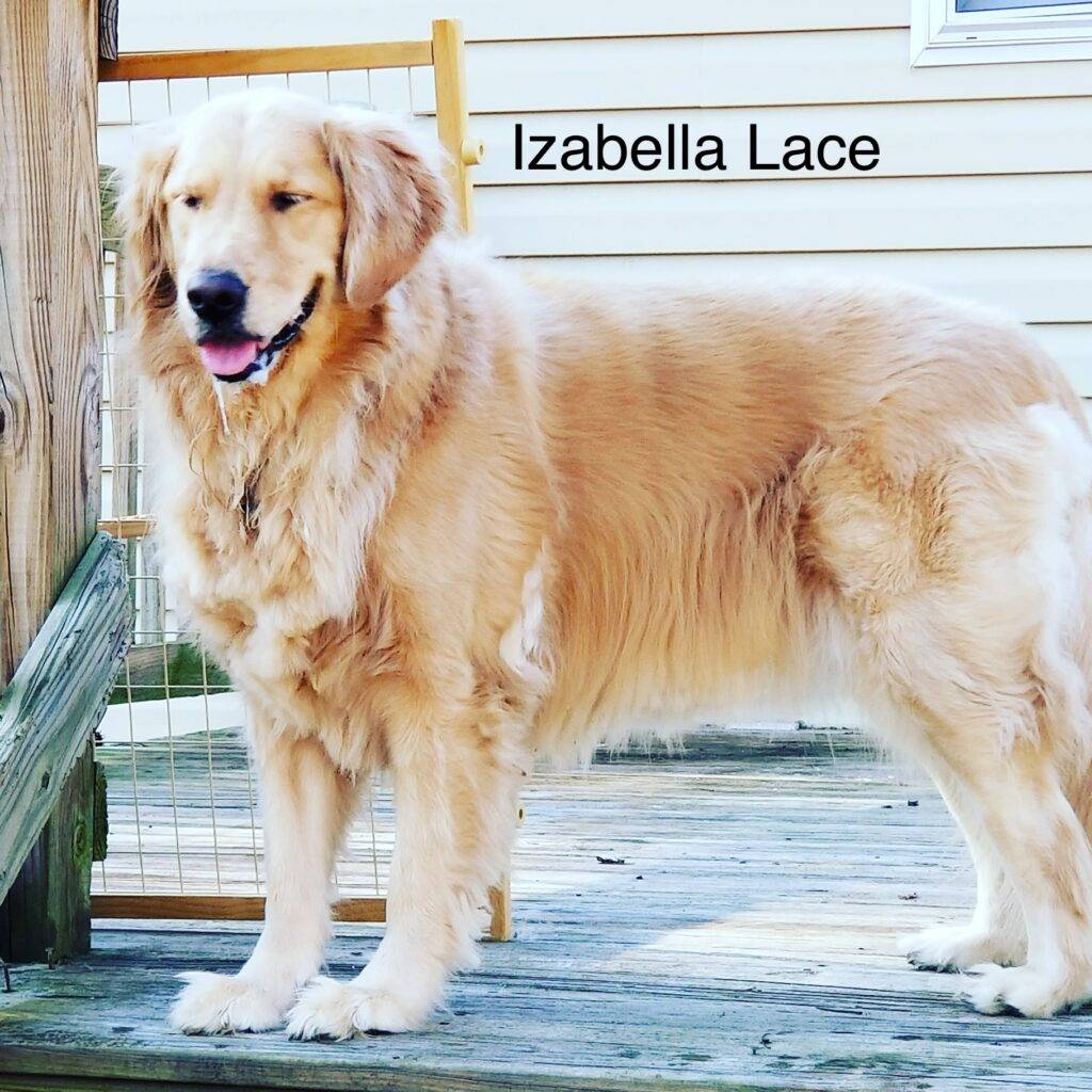 Golden Retriever For Adoption Near Richmond Virginia – Supplies Included – Adopt Izabella Lace