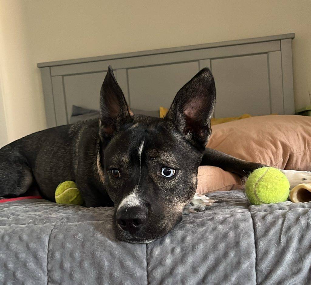Lenny, a Pitsky (Siberian Husky American Pit Bull Terrer Mix) Dog For Adoption Philadelphia PA