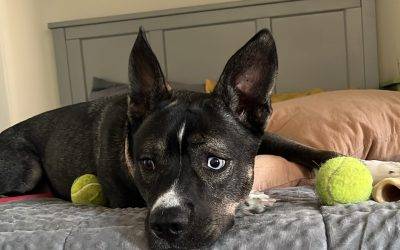 Philadelphia PA – 2 yo Male Pitsky (Siberian Husky x American Pit Bull Terrier Mix) for Adoption – Supplies Included – Adopt Lenny