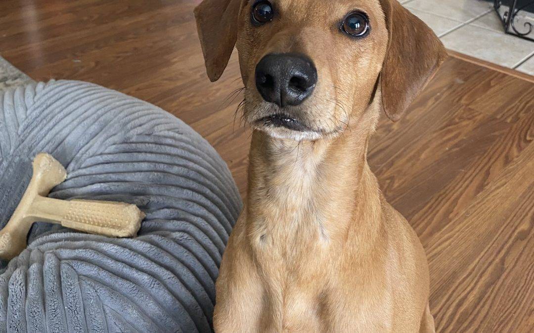 Handsome redbone coonhound mix for adoption in san antonio tx – adopt boomer
