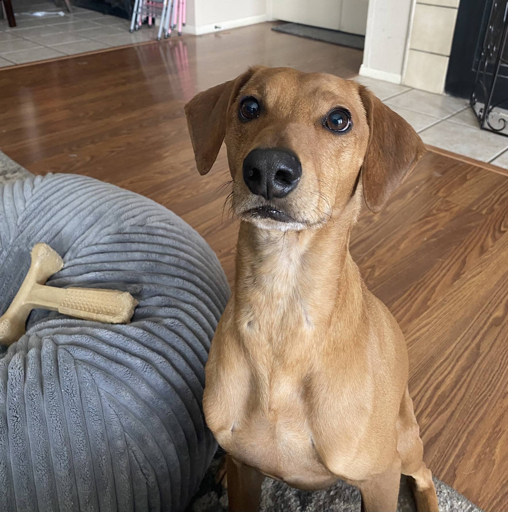 Handsome Redbone Coonhound Mix for Adoption in San Antonio TX – Adopt Boomer