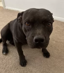 Beautiful blue nosed pitbull, negra, stares at the camera as if to say, pick me, pick me!