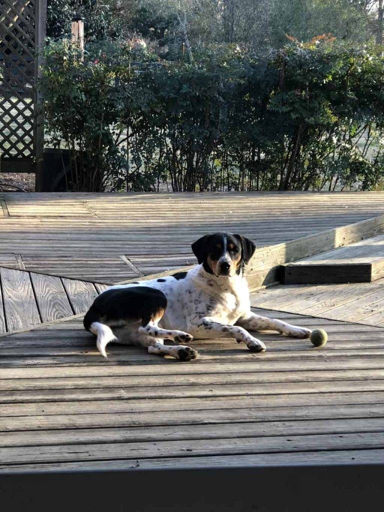 Australian shepherd bernese mountain dog mix for private adoption fisherville tn memphis