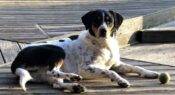 Australian Shepherd Bernese Mountain Dog Mix For Private Adoption Fisherville TN Memphis