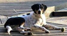 Australian Shepherd Bernese Mountain Dog Mix For Private Adoption Fisherville TN Memphis