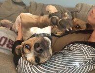Catahoula Leopard Dog Beagle Mix for adoption