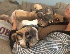 Catahoula Leopard Dog Beagle Mix for adoption