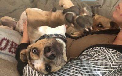 Beagle catahoula leopard dog mix for adoption in chesapeake va – meet toby