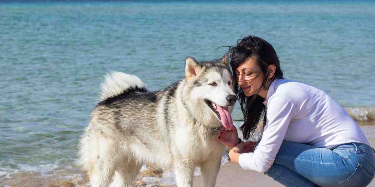 Husky dog and owner on beach