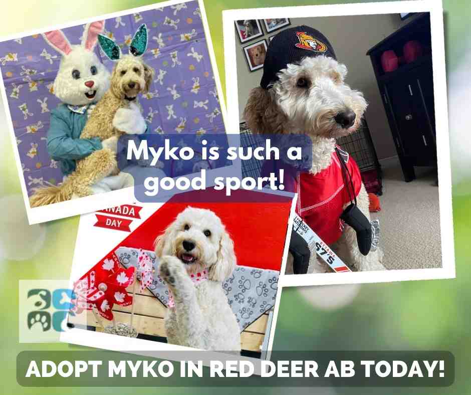 Photo of myko, a blonde miniature australian labradoodle dog for adoption in red deer calgary edmonton alberta