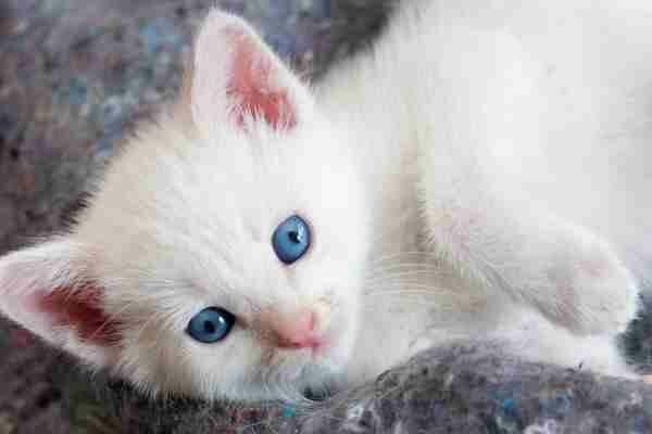 cute white kitten indicative of cats we rehome at BC Pet Rehoming Network.