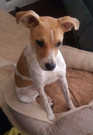 ADOPTED – Carmen – Well Trained 9 MO Hound/Pointer Puppy  Dallas Texas