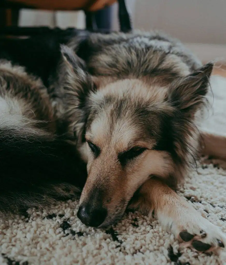 Collie German Shepherd Adopted in Calgary