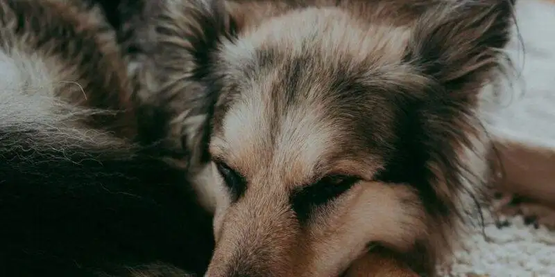 Collie German Shepherd For Adoption in Calgary