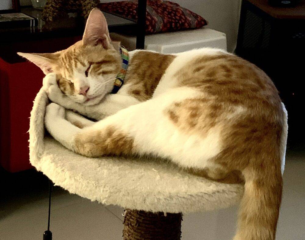 Adorable Ginger and White Tabby Kitten For Adoption in Calgary – Meet Jack Jack
