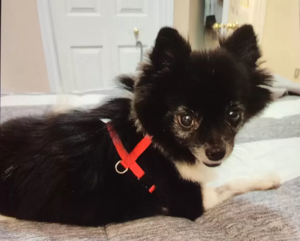 Adorable black and white female pomeranian dog for adoption in calgary ab