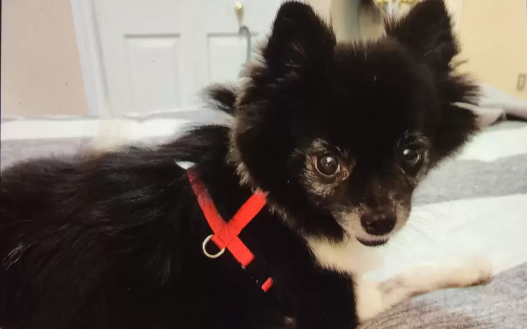 Adorable pomeranian dog for adoption in calgary – meet coco
