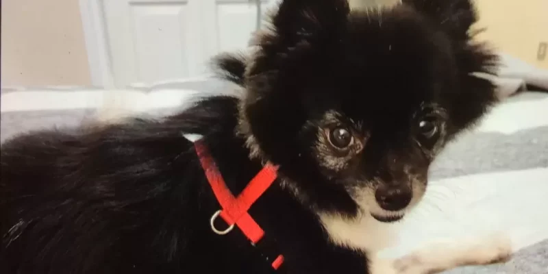 Adorable Black And White Female Pomeranian Dog For Adoption In Calgary Ab