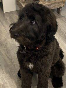 Adopted – sweet border doodle in edmonton ab –  baxter