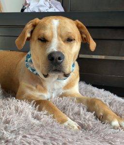 Photo Church a yellow labrador retriever mix dog for adoption in calgary ab
