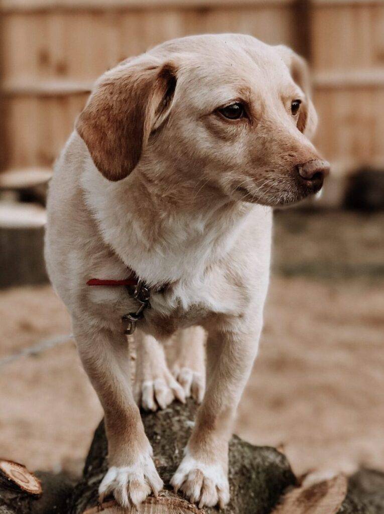 Corgi lab mix dog for adoption pennsylvania