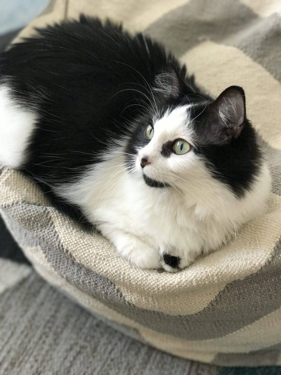 Hattie is a stunning black and white long haired Turkish Angora mix cat looking for a good home. Located in Culver City, CA, Hattie is a ready to love cat, having been spayed and fully vaccinated. She is 7 years old, in excellent health, and has been spayed and fully vaccinated.