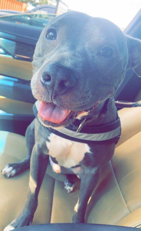 Iverson is a blue nosed pocket pitbull dog for adoption in Austin texas