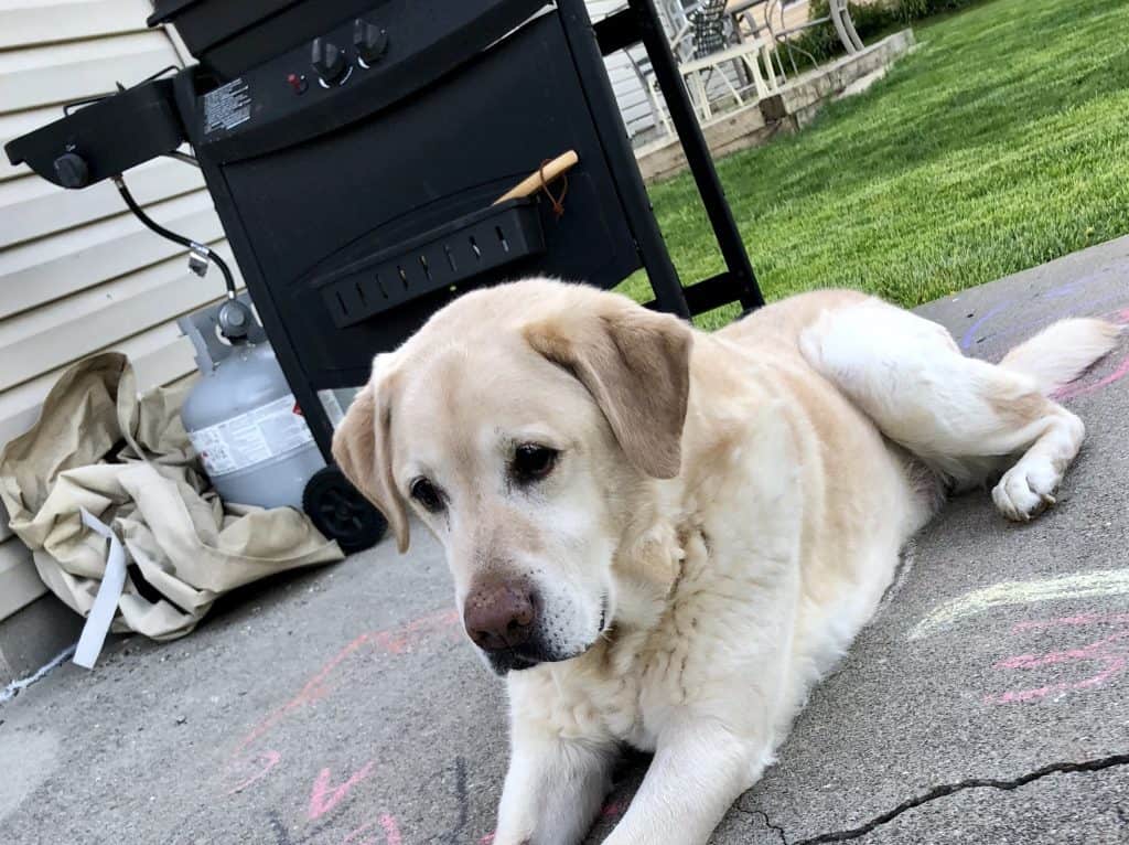 Bexley Yellow Labrador Retriever For Adoption Indianapolis IN