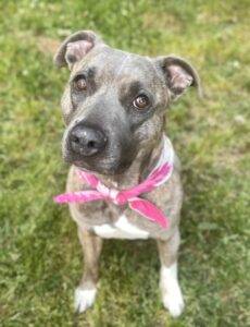 American Staffordshire Terriers For Adoption In Virginia