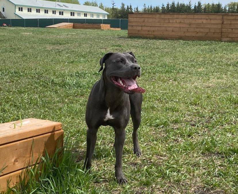 Pretty pit bull for adoption in calgary ab – supplies included – adopt shakka