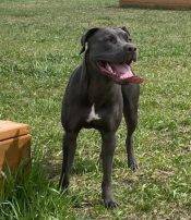 Pretty Pit Bull For Adoption In Calgary AB – Supplies Included – Adopt Shakka