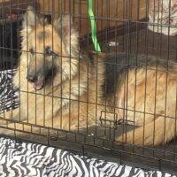 Longhair German Shepherd Dog For Adoption In Springville Indiana – Supplies Included – Adopt Makiah