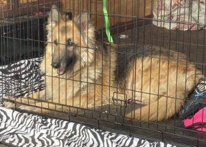 Longhair german shepherd dog for adoption in springville indiana – supplies included – adopt makiah
