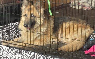 Longhair German Shepherd Dog For Adoption in Springville Indiana – Supplies Included – Adopt Makiah