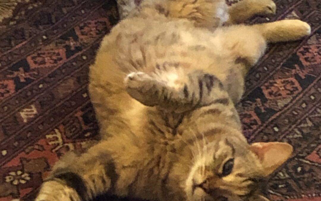 Sweet Special Needs Grey Tabby Cat For Adoption in Saanichton BC – Vet Records Included