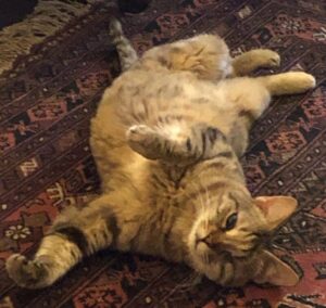 Photo Sweet grey tabby cat for adoption in saanichton bc