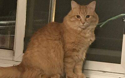 Stunning orange tabby longhair maine coon mix cat for adoption in charleston wv – adopt martin